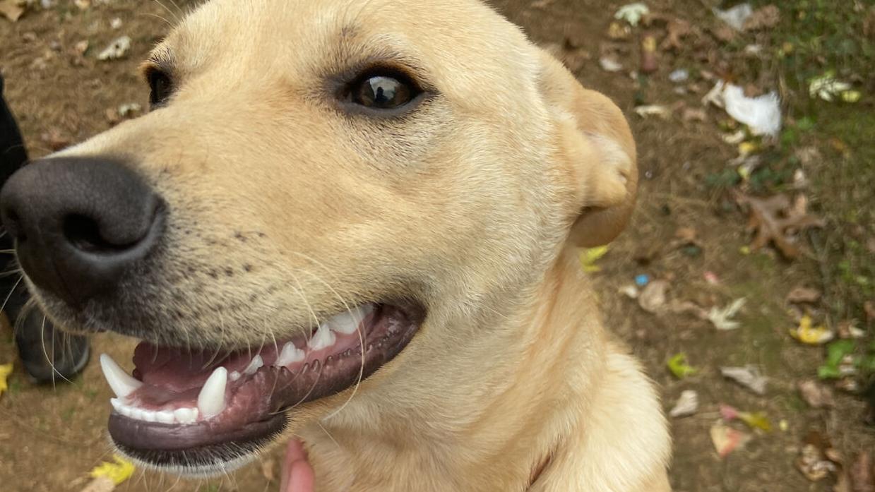 Puppies rescued after being abandoned, seeking forever homes